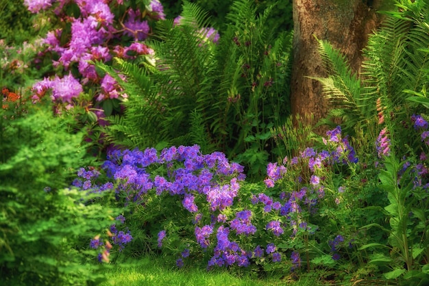 Vibrant clematis and pink columbine flowers growing in a scenic lush private home garden Botanical plants bushes shrubs ferns flora and trees in a backyard Serene zen peaceful and tranquil