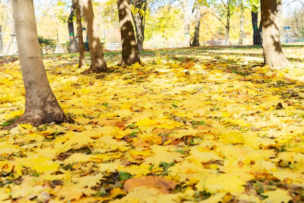 Vibrant fall foliage