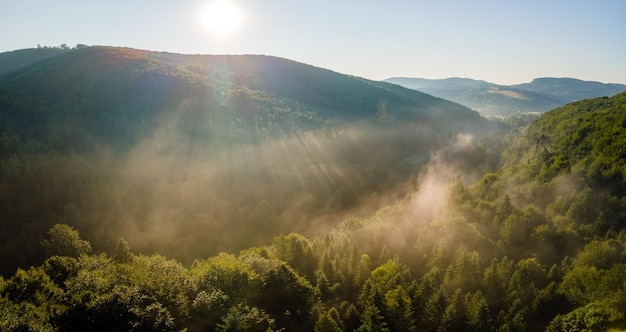 Vibrant foggy evening over dark forest trees at bright summer sunset Amazingl scenery of wild woodland at dusk