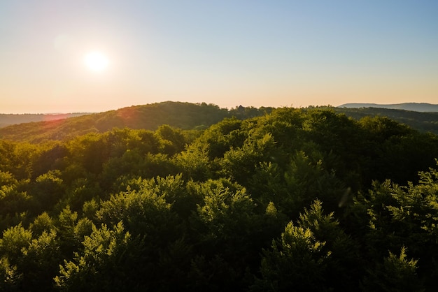 Vibrant foggy morning over dark forest trees at bright summer sunrise Amazingl scenery of wild woodland at dawn