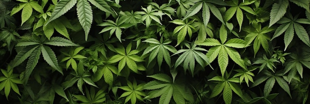 Vibrant fresh marijuana leaves background ideal for banner design with ample copy space