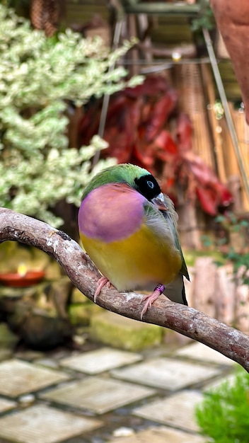 Vibrant gouldian finch perched on a tree branch displaying its stunning multicolored plumage against