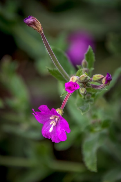 Vibrant Great Willowherb  (Epilobium hirsutum) in full bloom