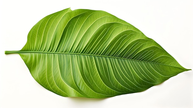 Vibrant Green Botanical Leaf Close up on Minimalist White Background