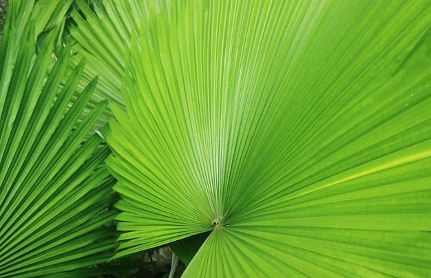 Vibrant Green Fanliked Leaves of Panama Hat Palm Plants for Background or Banner