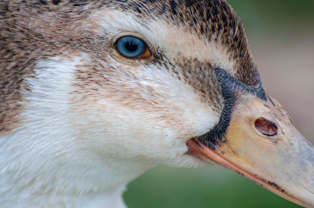 Vibrant green head, duck amidst gentle river ripples. Nature's tapestry, where avian elegance meets serene waterways