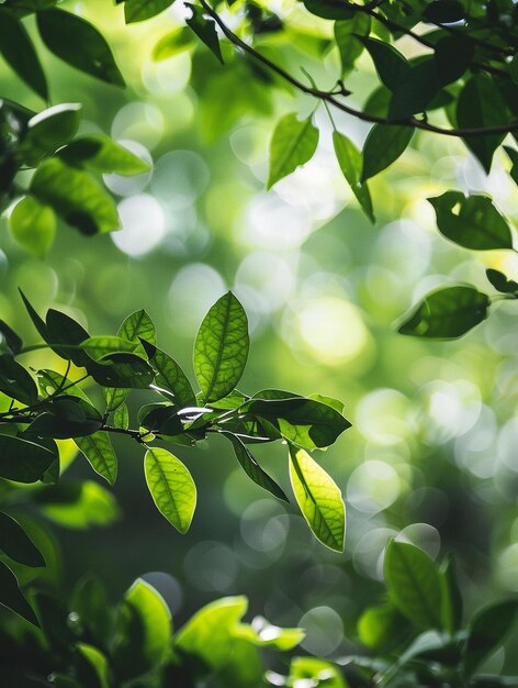 Vibrant Green Leaves with Soft Bokeh Background Nature and Serenity