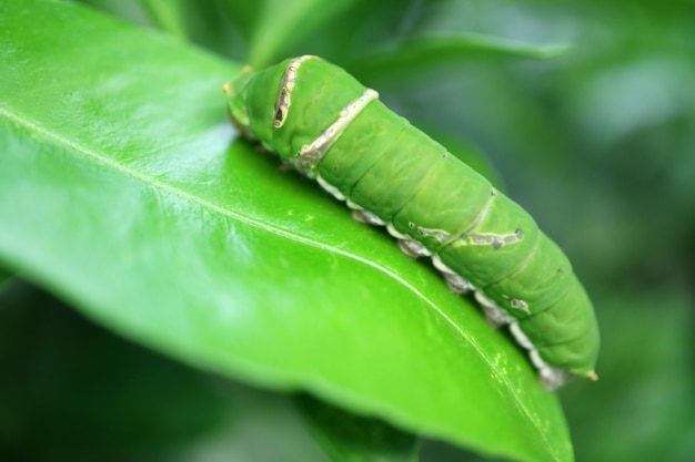 Vibrant Green Lime Swallowtail Caterpillar Resting on a Lime Tree Leaf