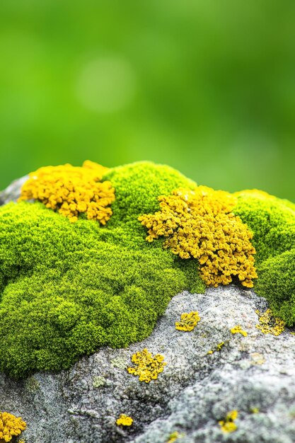 Photo vibrant green moss and yellow lichen adorning a weathered rock in natures embrace