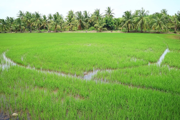 Vibrant green paddy field with growing immature rice plants