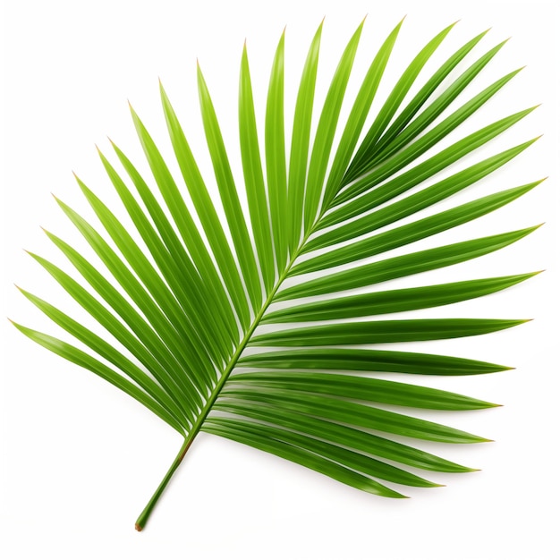 Vibrant Green Palm Leaf Against A White Background Showing Detailed Texture