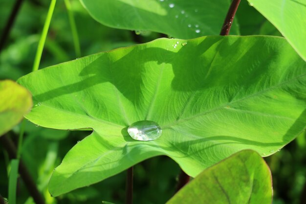 Vibrant green tropical plants leaf with the crystal clear water droplet