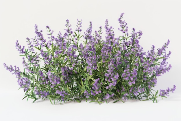 Vibrant lavender blooms elegantly displayed against a soft backdrop celebrating natures beauty