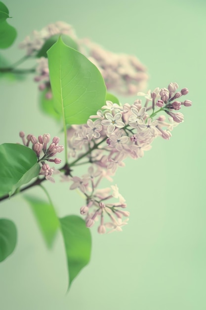 Vibrant Lilac Blossoms on a Serene Spring Day