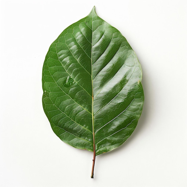 Vibrant Magnolia Leaf Isolated on White Background