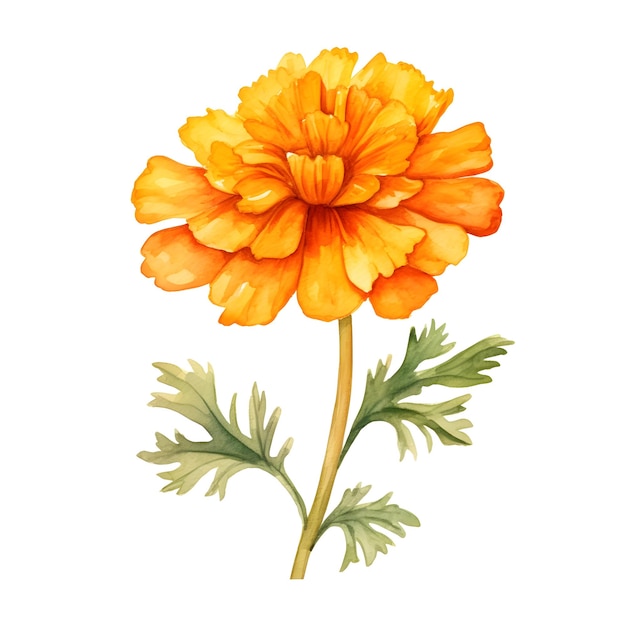 Photo vibrant marigold flower watercolor painting on white background