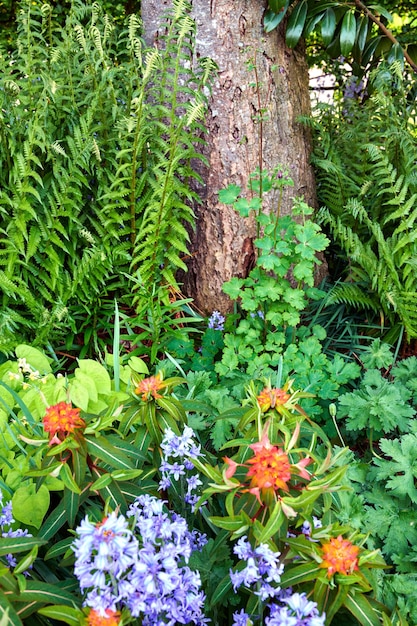 Vibrant orange fireglow griffiths spurge purple spanish bluebell flowers and ferns blooming in nature Colorful flowering plants growing in a garden or park on sunny day in spring outside