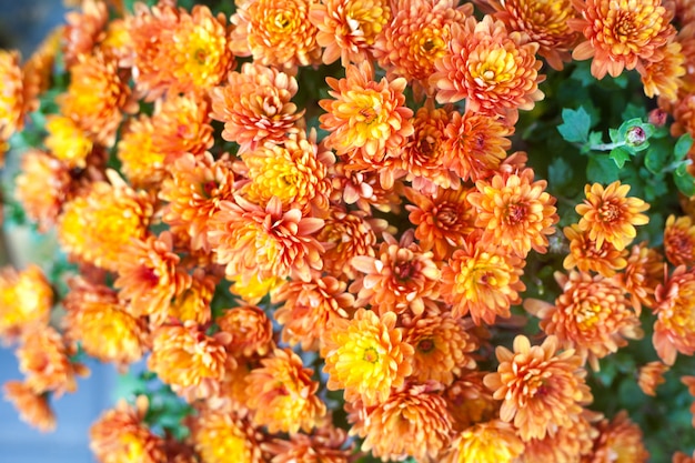 Vibrant orange flowers close up macro. 