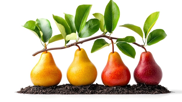 Photo vibrant pear tree with colorful fruits on a clean white background