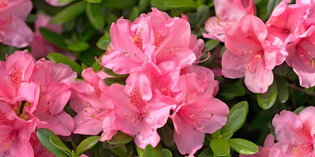 Vibrant Pink Azalea Garden