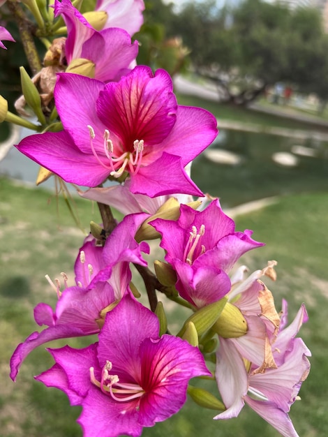 Vibrant pink bauhinia flowers closeup ideal for botanical art and nature conservation themes