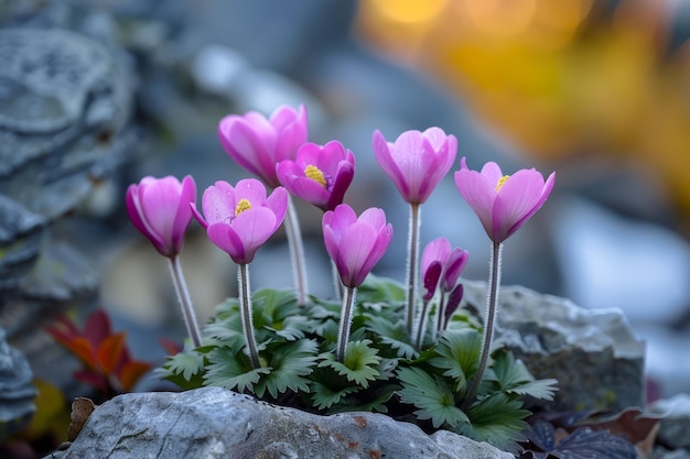 Vibrant Pink Cyclamen Flowers Blooming in Natural Setting with Soft Bokeh Background