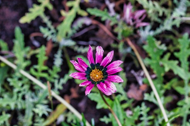 Photo vibrant pink flower in green foliage