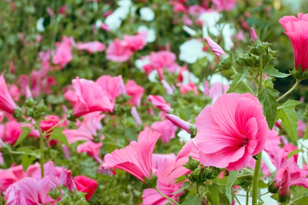 Vibrant pink flowers in a garden