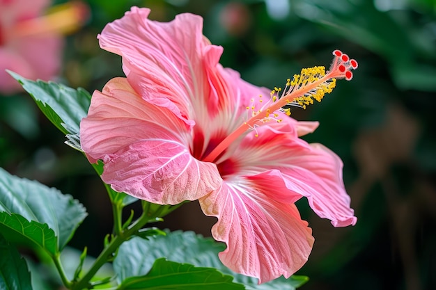 Vibrant Pink Hibiscus Flower in Full Bloom with Delicate Petals and Prominent Stamen Set Against a