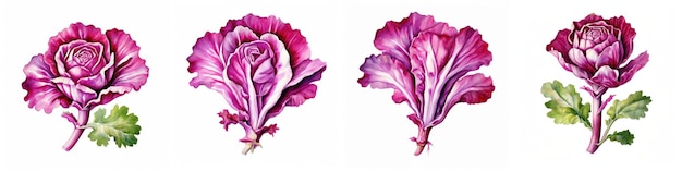 Photo vibrant purple cabbage illustrations showcase intricate details and textures evoking freshness and natural beauty