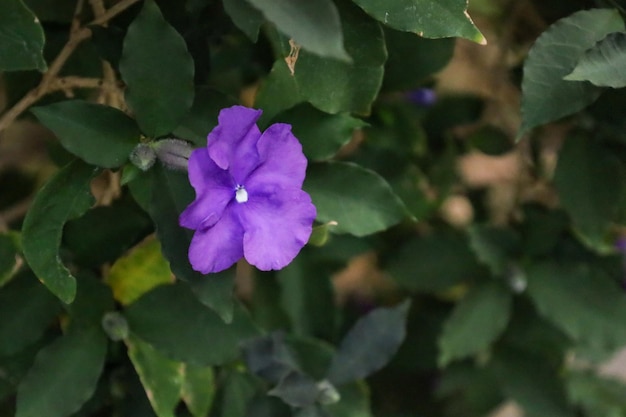 Vibrant purple flower blossoms amidst lush green leaves Brunfelsia latifolia