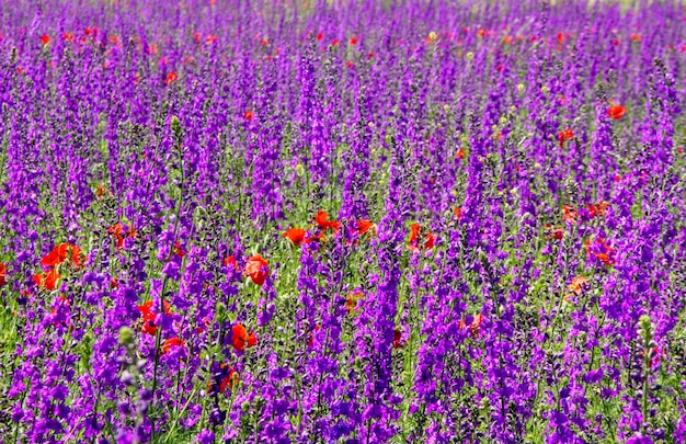 Vibrant purple flowers in meadow in sunny day