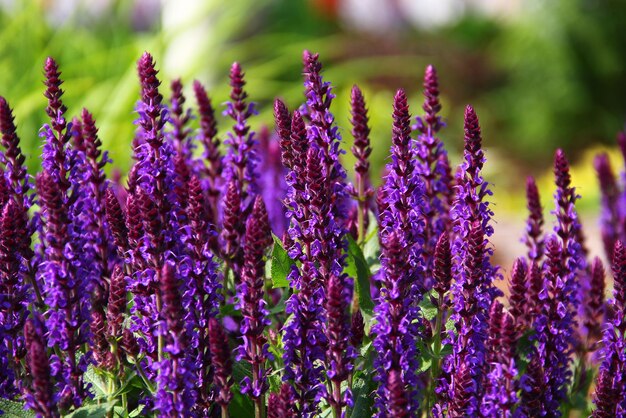 Vibrant purple Salvia flowers in full bloom isolated on a blurred background