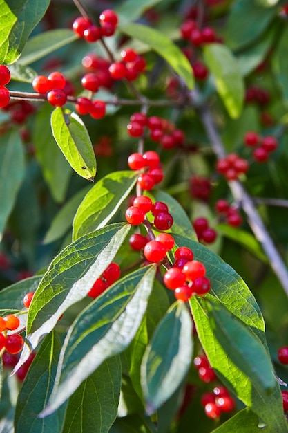 Vibrant Red Berries and Green Leaves CloseUp in Sunlight