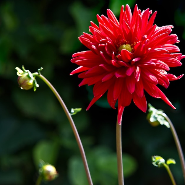 Vibrant red Dahlia flowering in summertime