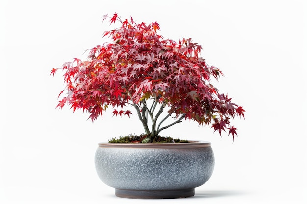 Photo a vibrant red maple bonsai tree in an elegant round pot against a white background