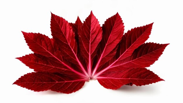 Vibrant red maple leaf perfect for autumn themes