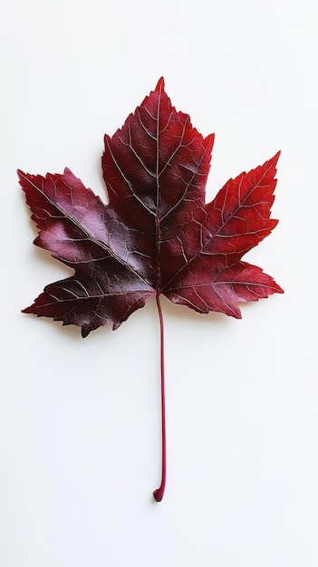 Vibrant red maple leaf showcasing autumn colors against a plain white background