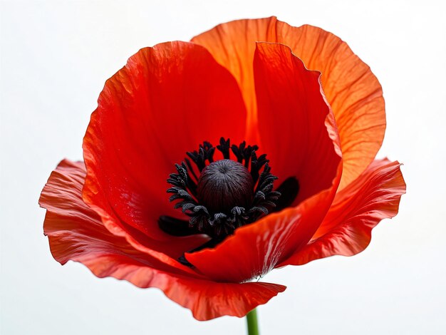 Photo vibrant red poppy flower closeup isolated on white