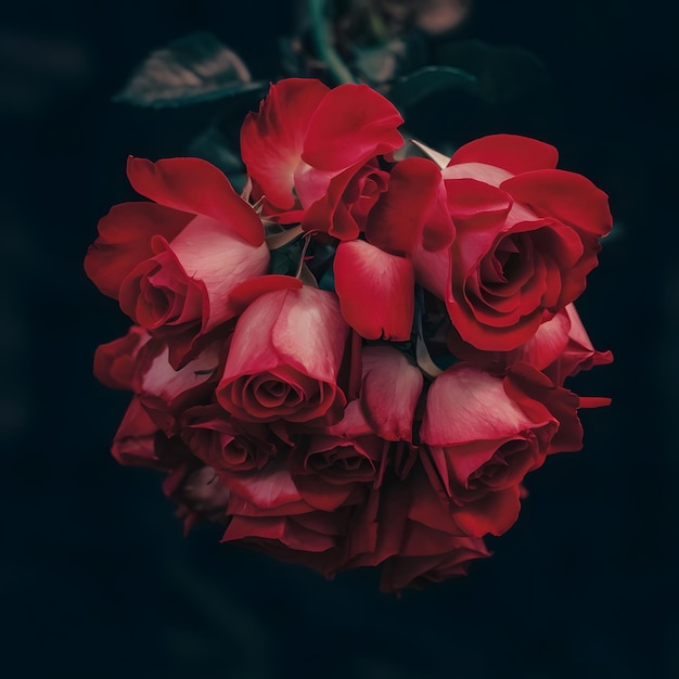 Vibrant Red Rose Petals Cascading Photography