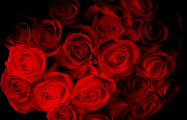 vibrant red roses, floral background for Valentine's day