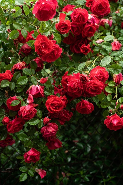 Vibrant Red Roses in Full Bloom at a Garden During Daytime