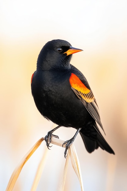 Photo a vibrant redwinged blackbird perched gracefully on a slender reed at dawn