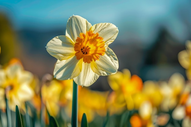 Vibrant Single Daffodil Standing Out in a Field of Yellow Flowers with Blurred Background in