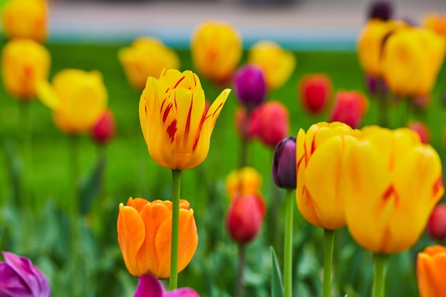 Vibrant spring tulip garden detail of flowers