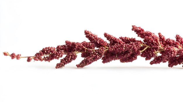 Photo vibrant sumac berries cluster on white background highquality closeup