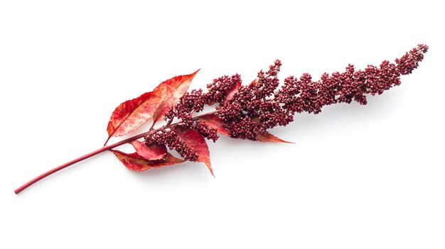 Photo vibrant sumac berries cluster on white background highquality closeup