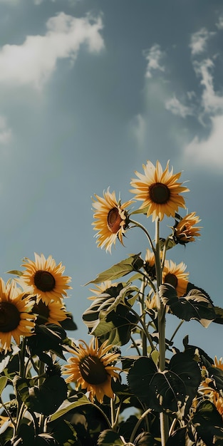 Vibrant Sunflower Field