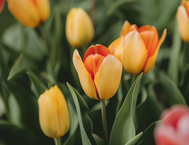 Vibrant tulips in spring bloom