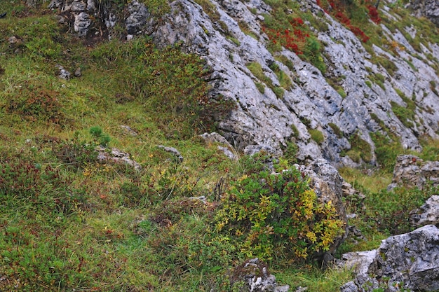 Vibrant vegetation high in the Dolomites in the fall in Italy Selective focus